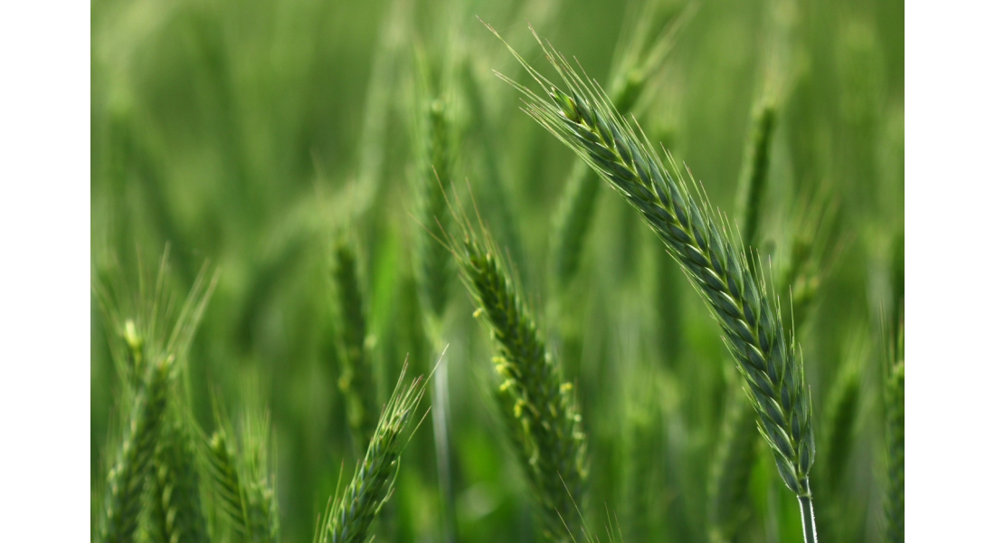 Pszenżyto jare – termin siewu i zalecenia agrotechniczne